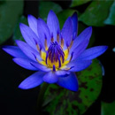 Blue-water-lily